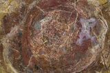Colorful, Polished Dinosaur Bone (Gembone) Slab - Utah #249275-1
